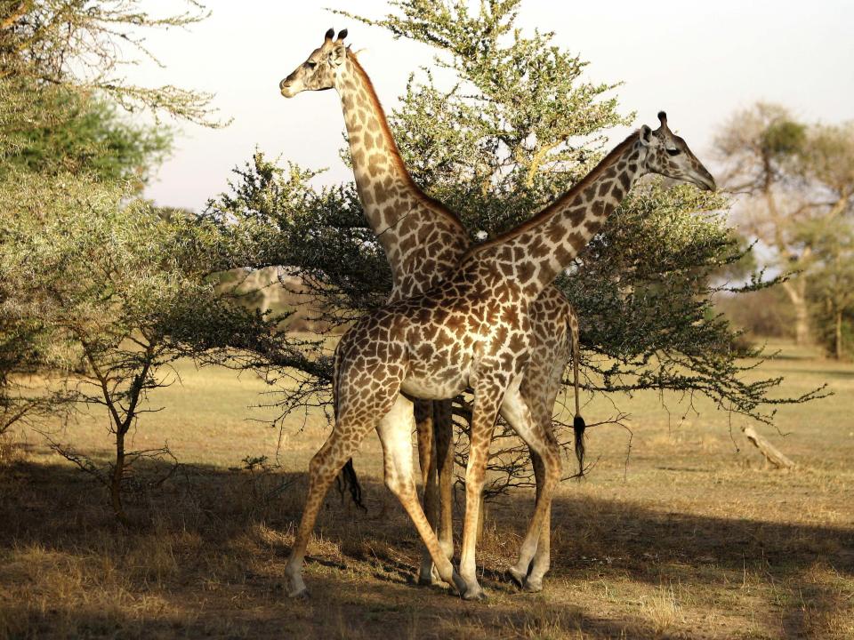 Giraffes graze at the Selous Game Reserve, in southern Tanzania