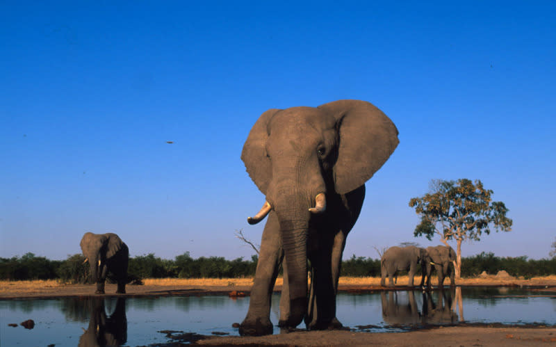 Adult bulls drinking at water hole Sub-Sarahan Africa.