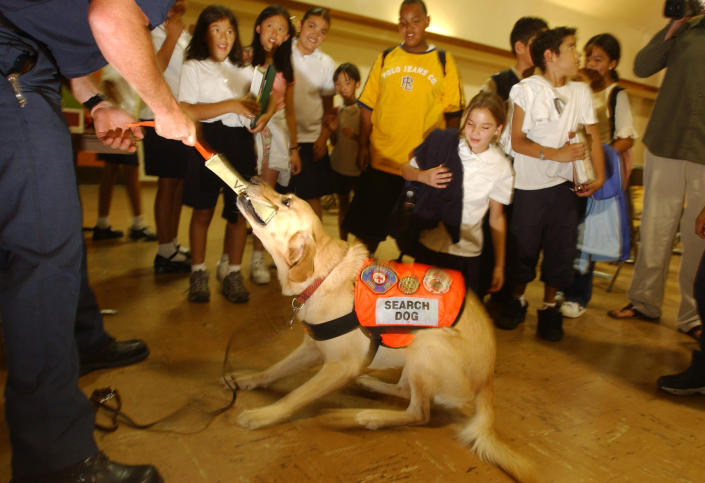 Students watch as firefighter Marc Valentine plays tug-of-war with his dog, Val, a search dog trained by the National Disaster Search Dog Foundation and deployed to seek survivors in the September 11, 2001 World Trade Center terror attack, during a demonstration at San Rafael Elementary School on September 10, 2002 in Pasadena, California. One third of the dogs trained by the NDSDF worked at 'Ground Zero' in New York city. (Photo by David McNew/Getty Images)