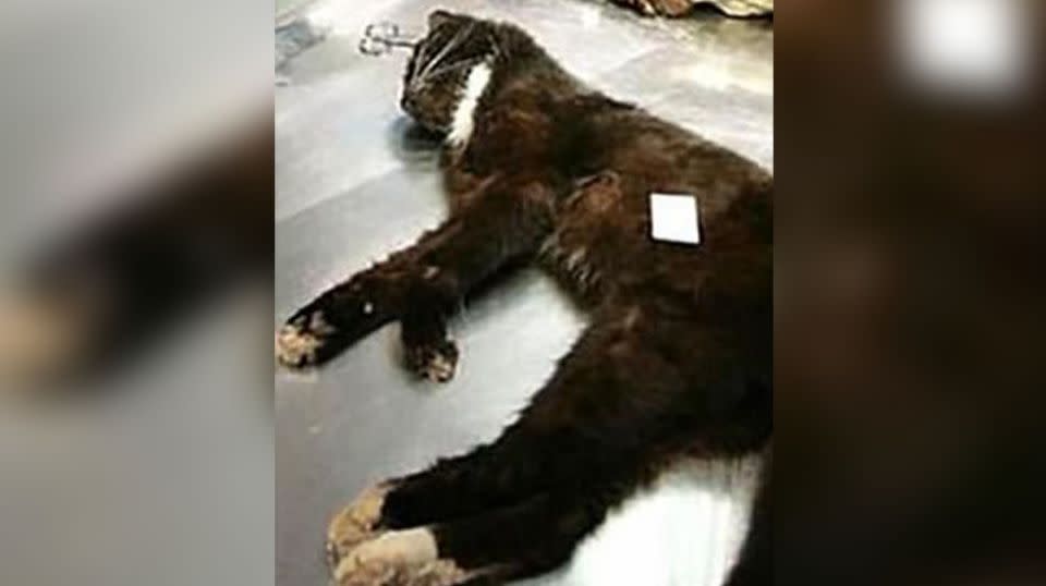 This feline was found alive but missing a paw, suspected to be a victim of the Croydon cat ripper. Source: Yahoo UK