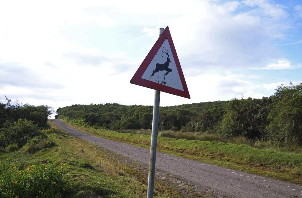 A road sign warning of antelope crossing is displayed on a proposed road in the Aberdare National Park in Nyeri, Kenya, Jan. 24, 2024. The Kenyan government wants to build a tarmac road to connect two counties through the Aberdare Range and scientists and conservationists say the project would have an irreversible impact on the ecosystem. (AP Photo/Brian Inganga)