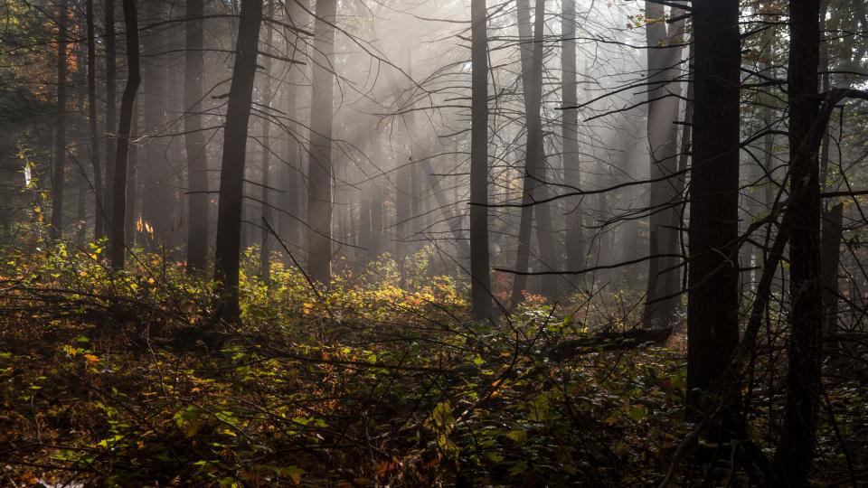 Light filtered through a mature forest canopy contains significantly more blue wavelengths of light, which is similar to the way light filters through water. Some biologists have theorized that the biofluorescence of salamanders in response to blue light may be a trait inherited from the amphibians’ ancient marine ancestors.