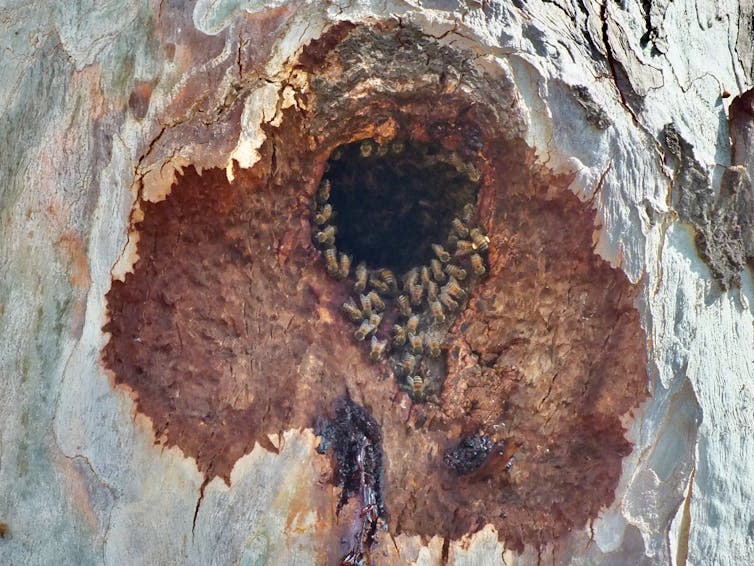 A tree cavity with bees inside.