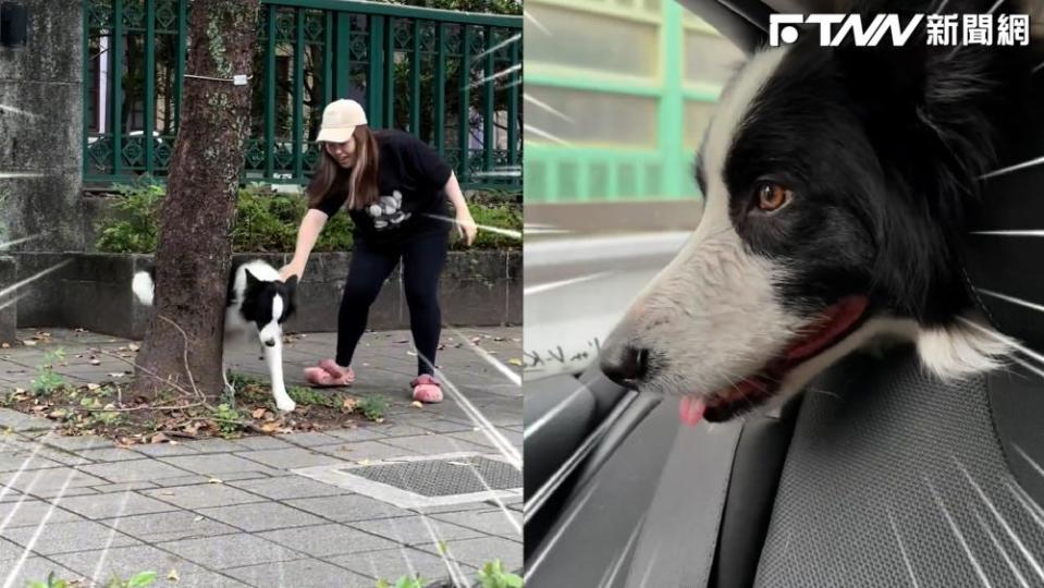 狗狗開心玩水，上車後卻尿急焦躁起來。（圖／IG：buri.gogo）