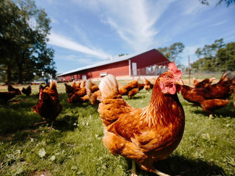 Hens roaming the pasture near a farm