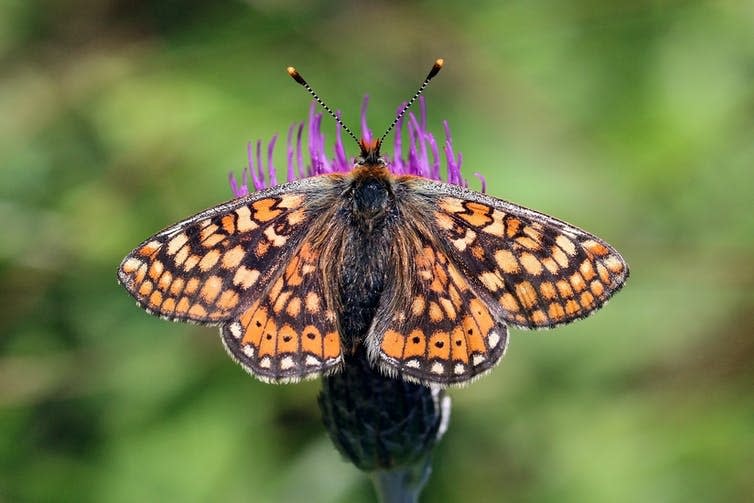 An orange, black and white patterned butterfly on a purple thistle flower.