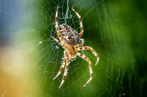   <span class="attribution"><a class="link " href="https://www.shutterstock.com/image-photo/close-macro-shot-european-garden-spider-1495428323" rel="nofollow noopener" target="_blank" data-ylk="slk:novama/Shutterstock;elm:context_link;itc:0;sec:content-canvas">novama/Shutterstock</a></span>