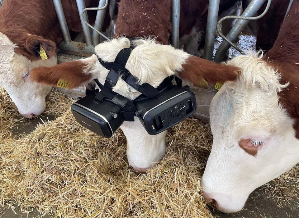 AKSARAY, TURKIYE - DECEMBER 26: Cows graze with virtual reality glasses on in Aksaray, Turkiye on December 26, 2021. Cattle breeder Izzet Kocak tried the virtual reality glasses applied in Russia to increase the milk yield of the cows and had positive results. (Photo by Zekeriya Karadavut/Anadolu Agency via Getty Images)