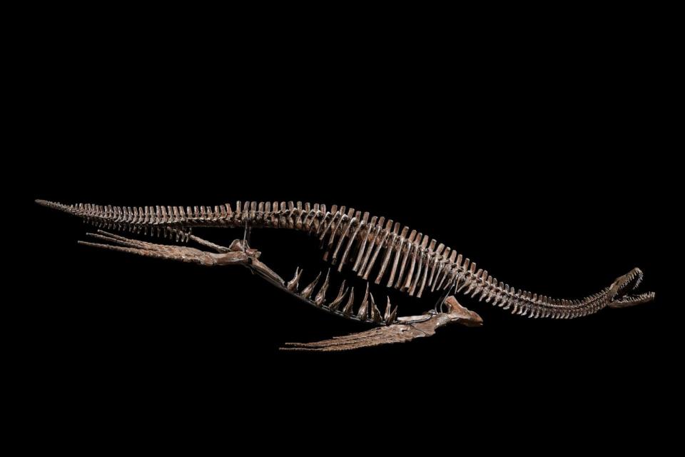 PHOTO: The skeleton of a Plesiosaur is shown. (Courtesy of Sotheby's)