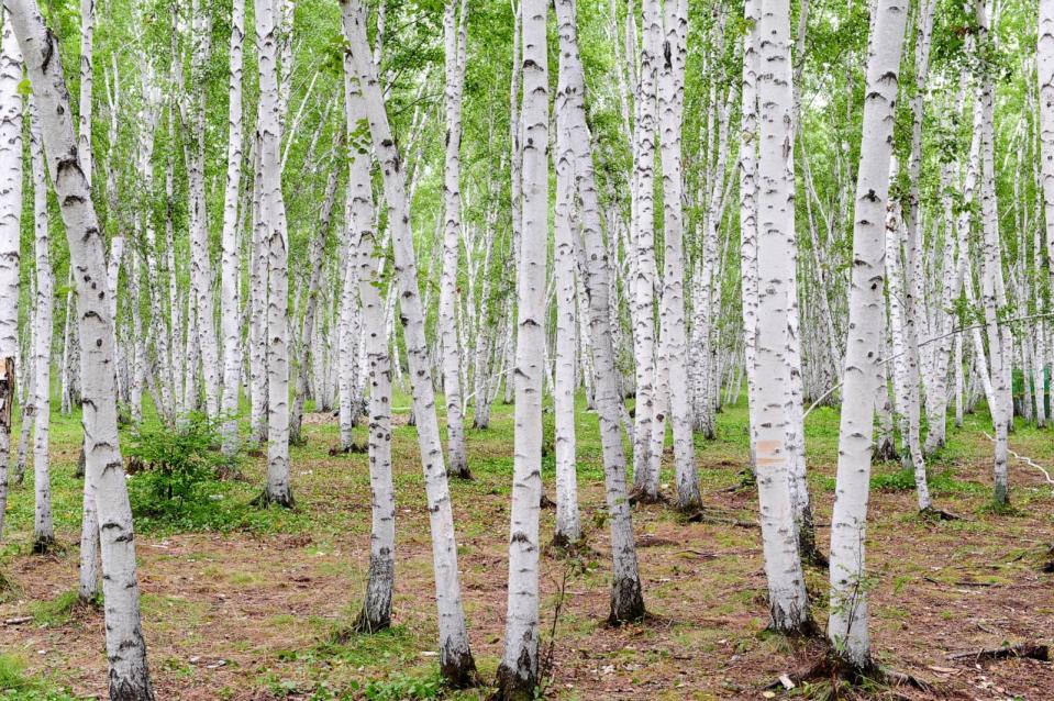 PHOTO: Birch trees are shown in this undated file photo. (STOCK IMAGE/Getty Images)