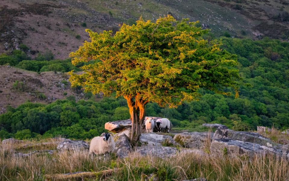 Sheep underneath a tree in Dartmoor which is lit up by the sunset - Devon and Cornwall Photography/Getty