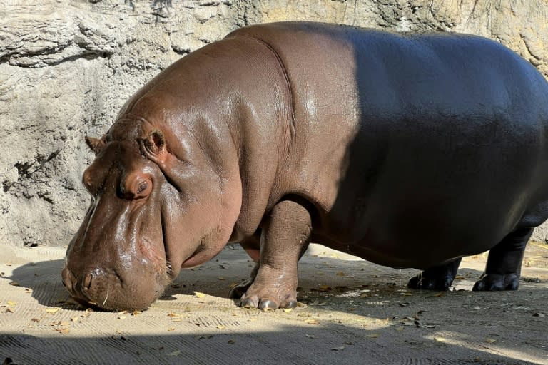 Photo non datée diffusée par le zoo Tennoji d'Osaka, le 23 avril 2024, montrant "Gen-chan", un hippopotame de 12 ans, dans son enclos (Handout)