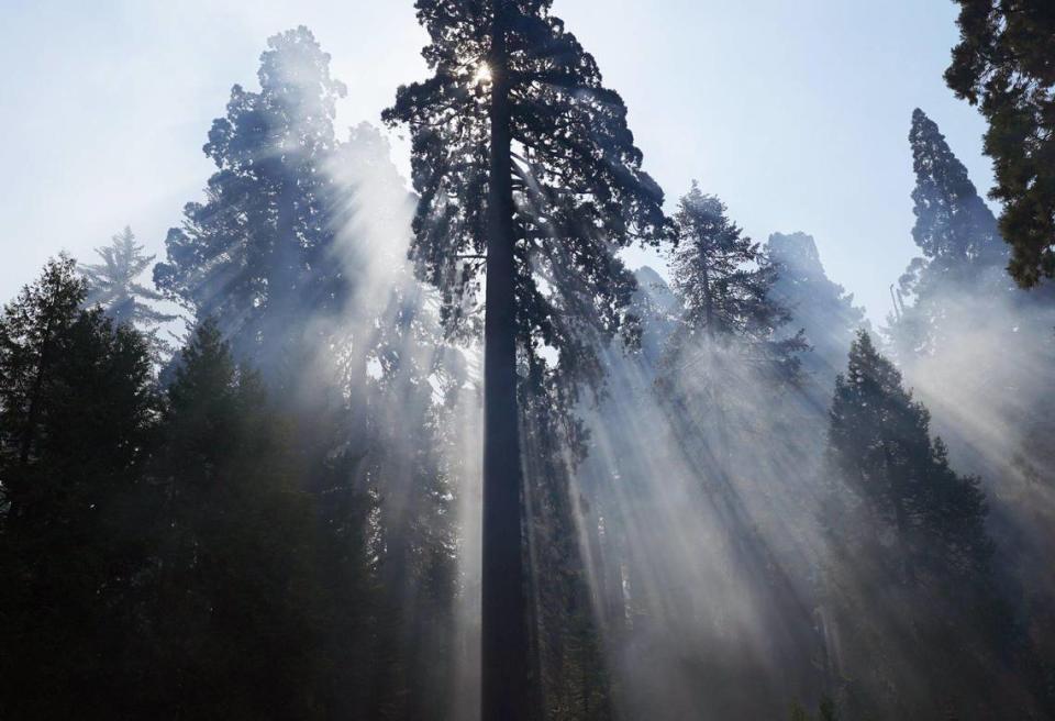 A large, unscathed giant sequoia looms over the Redwood Canyon loop trailhead’s dirt parking lot as smoke from the KNP Complex Fire drifts through the forest, seen during a media tour of Redwood Canyon on Oct. 15 in Kings Canyon National Park.