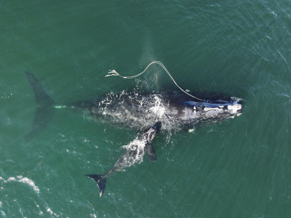 FILE-This file photo provided by the Georgia Dept. of Natural Resources shows an endangered North Atlantic right whale entangled in fishing rope with a newborn calf on Dec. 2, 2021, near Cumberland Island, Ga. This spring on Cape Cod Bay off Massachusetts a team from the Center for Coastal Studies managed to remove 200 feet of rope from a different whale but the whale remains entangled.(Georgia Dept. of Natural Resources/NOAA Permit #20556 via AP, files)