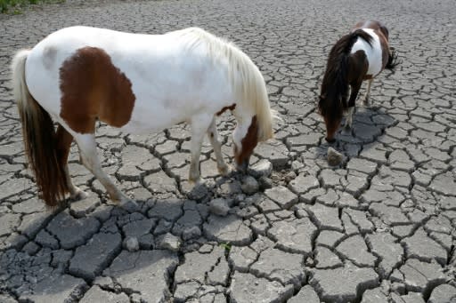 Horses looking for grass to graze in a dry land near Bastelicaccia on the French Mediterranean island of Corsica, on July 27, 2019