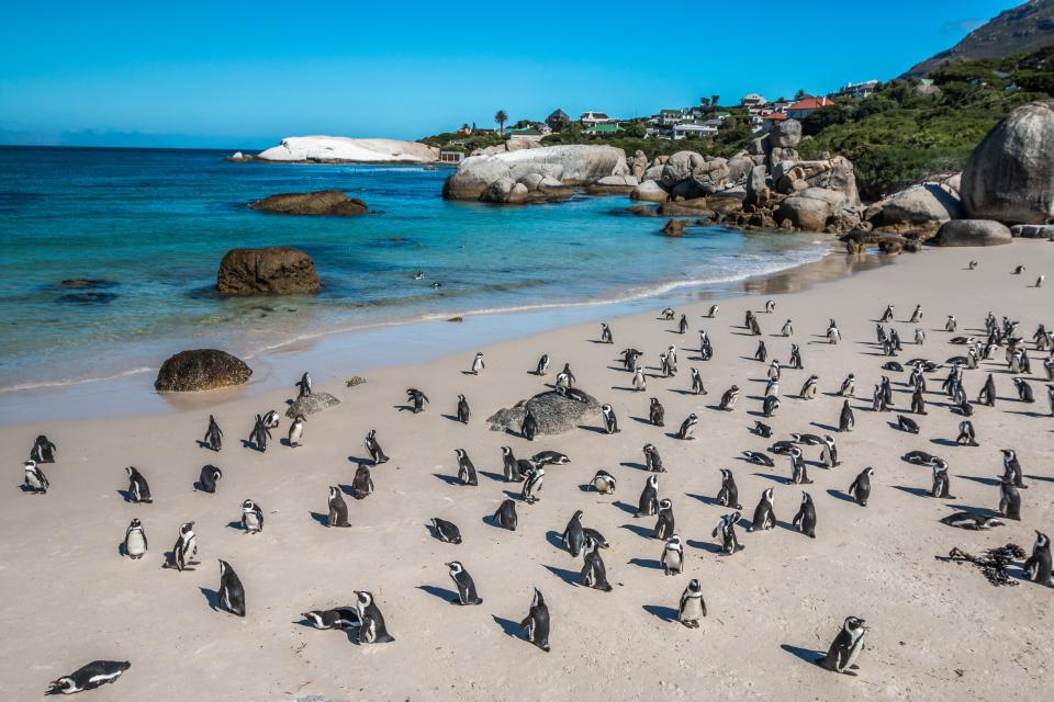 Penguins at Boulders Beach - Credit: AP