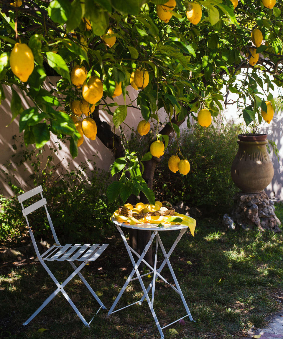 lemon tree on patio with bistro set