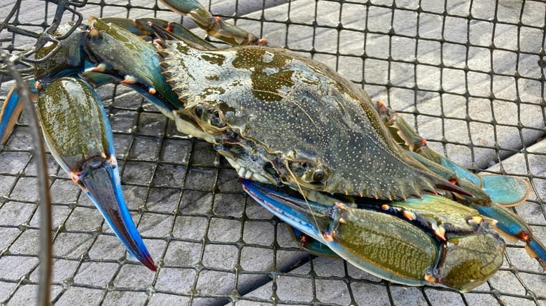 blue crab from the gulf of mexico