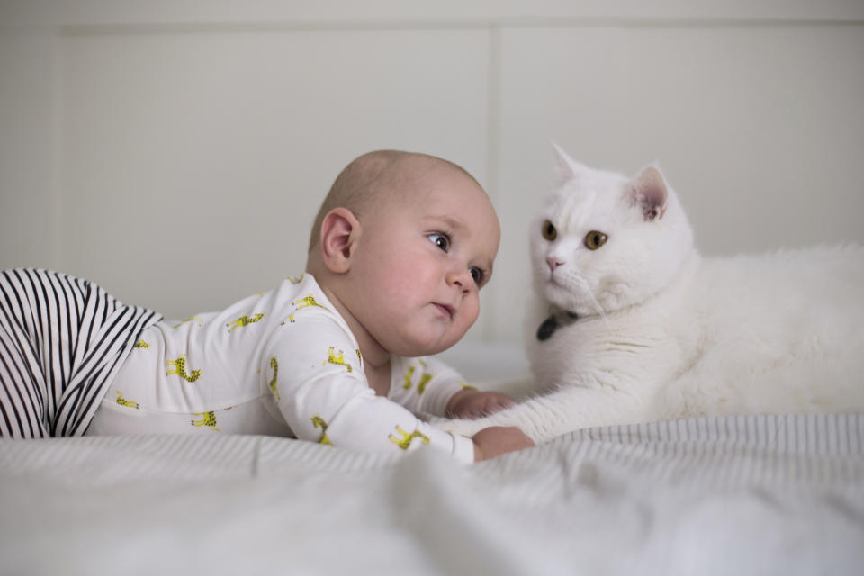 Es riesgoso que los bebés compartan la cama con un gato. Foto: Mayte Torres/Getty Images