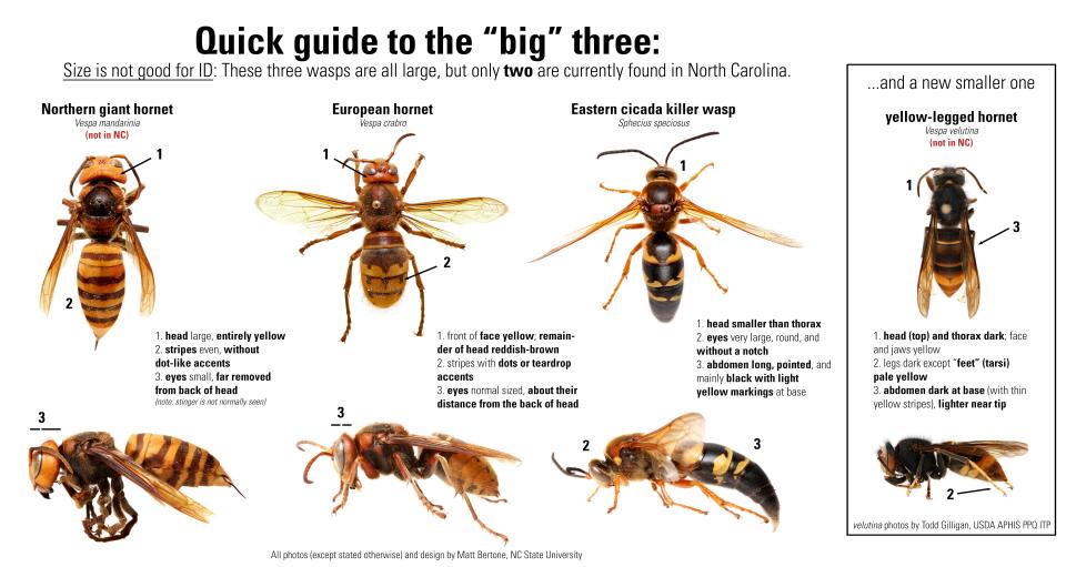 Getting to know your wasps and hornets, even those that aren't in North Carolina (yet).