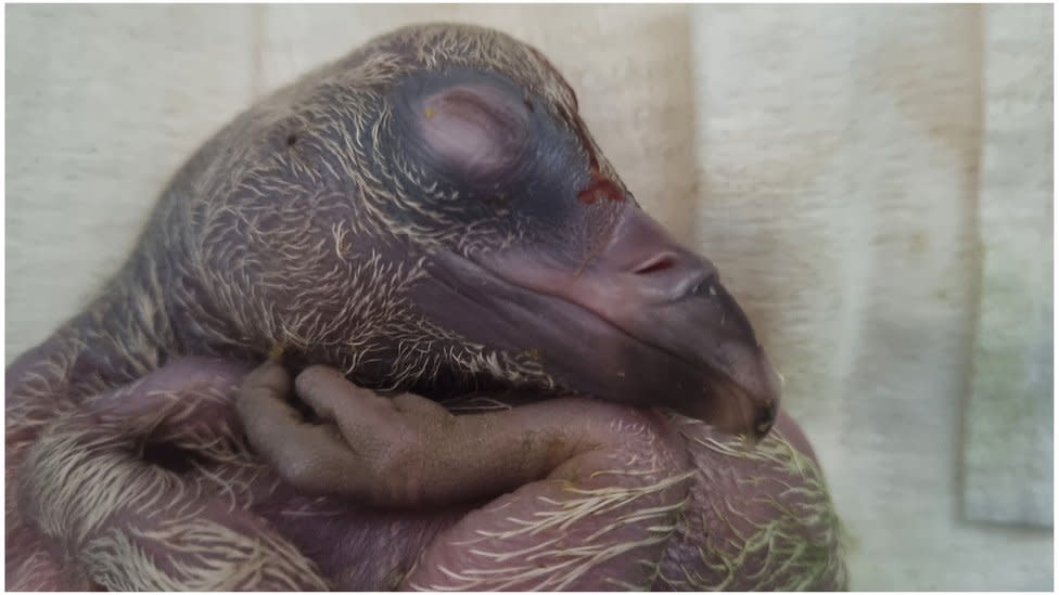 Baby vulture