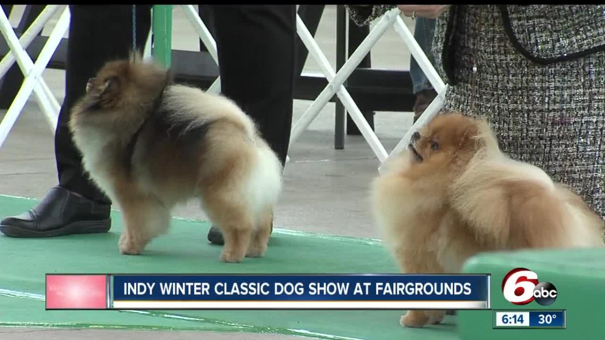 Indy Winter Classic AKC AllBreed Dog Show underway at the Indiana