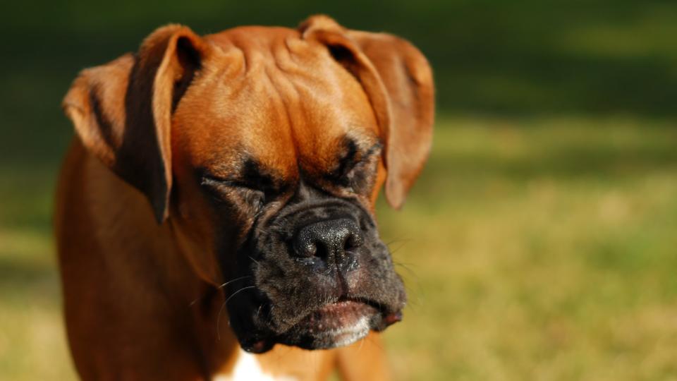 Dog sneezing