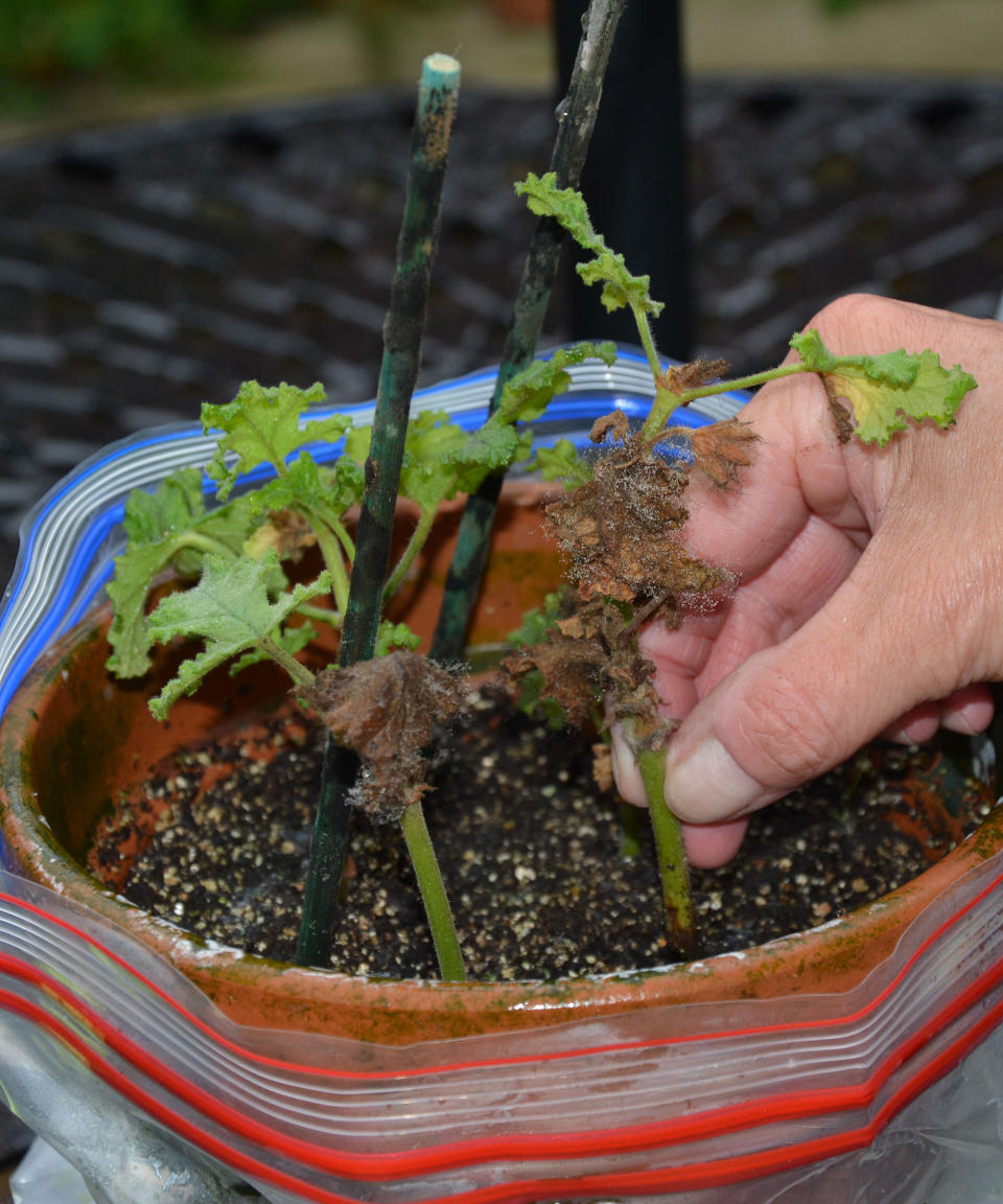 Dead and diseased pelargonium cuttings that weren't potted up soon enough