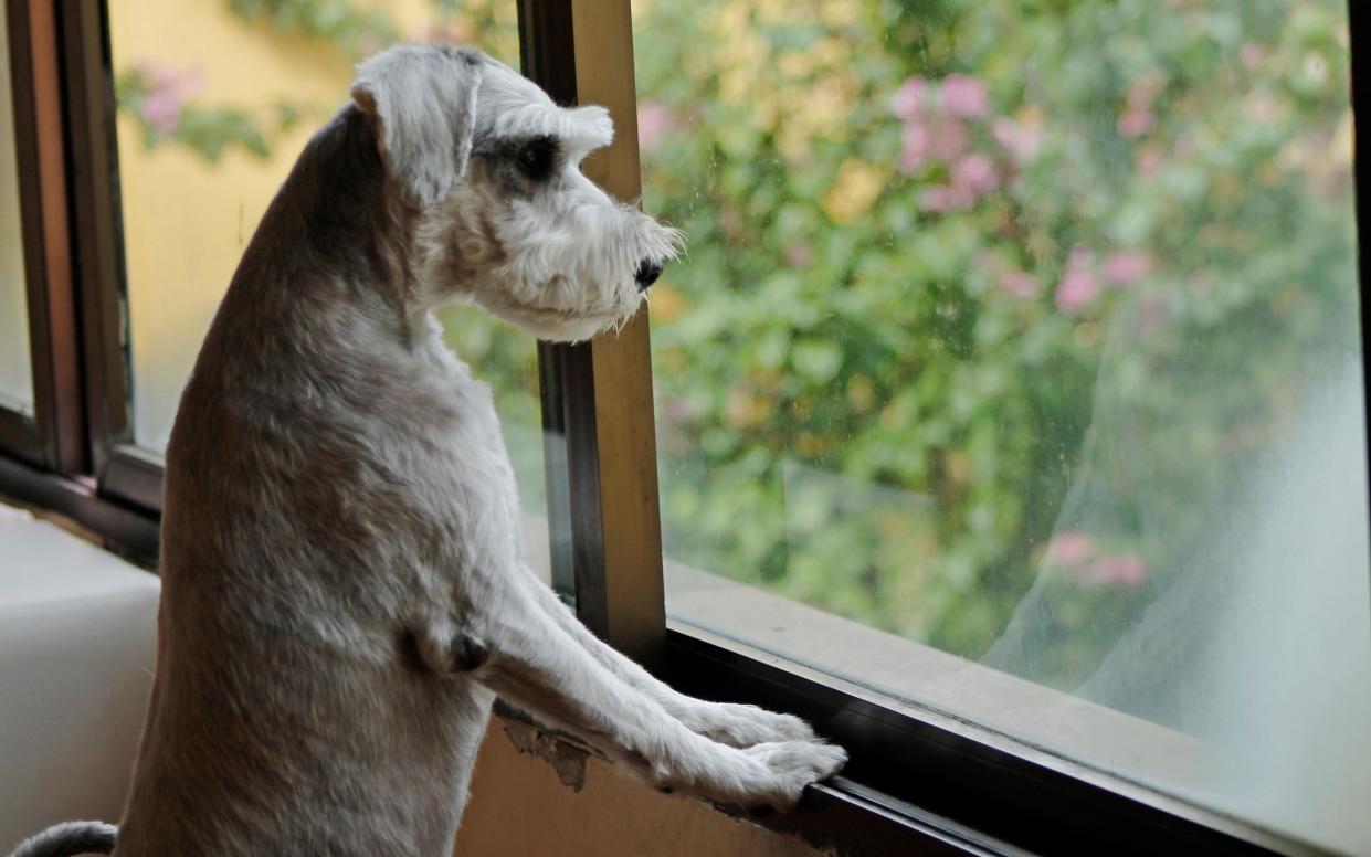 Lonely dogs - Getty Images Contributor