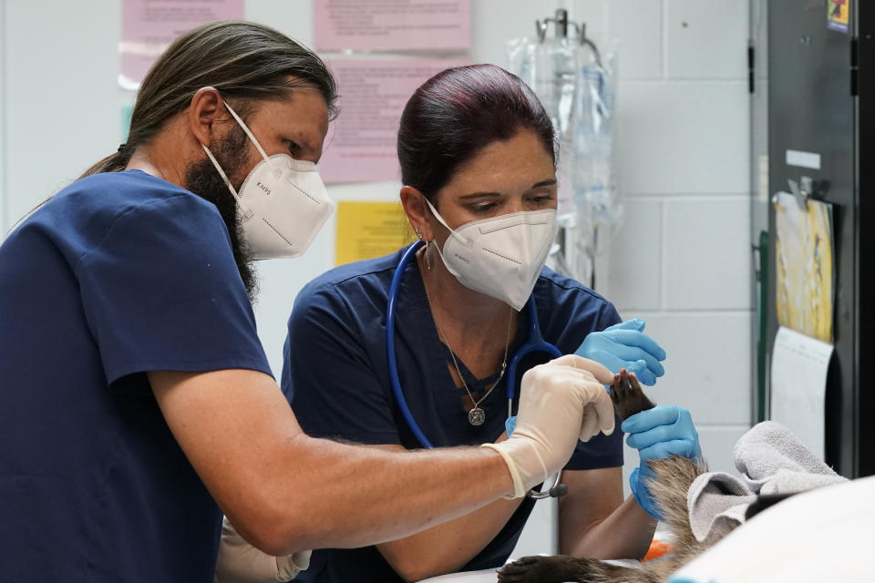 Veterinarians, Jamie Peyton, second from right, and Eric Johnson, right, examine the burns on the paws of a raccoon, at the Gold Country Wildlife Rescue in Auburn, Calif., Saturday, Oct. 2, 2021. The pair are part of the Wildlife Disaster Network that took in many animals injured in the recent wildfires in Northern California. (AP Photo/Rich Pedroncelli)