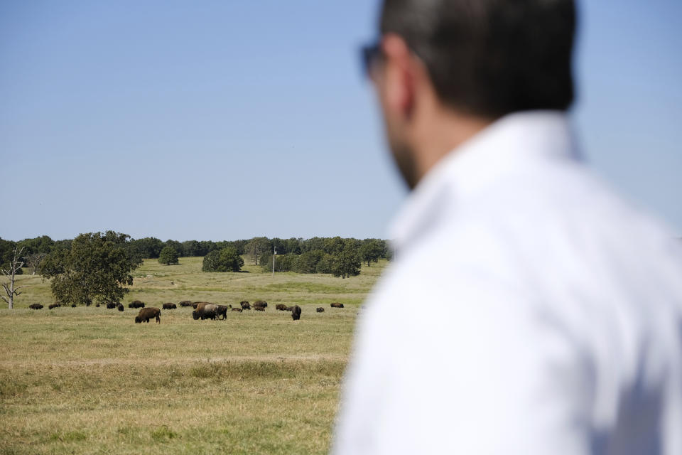 Bryan Warner observa a una manada de bisontes en Bull Hollow, Oklahoma, el 27 de septiembre de 2022. (AP Foto/Audrey Jackson)