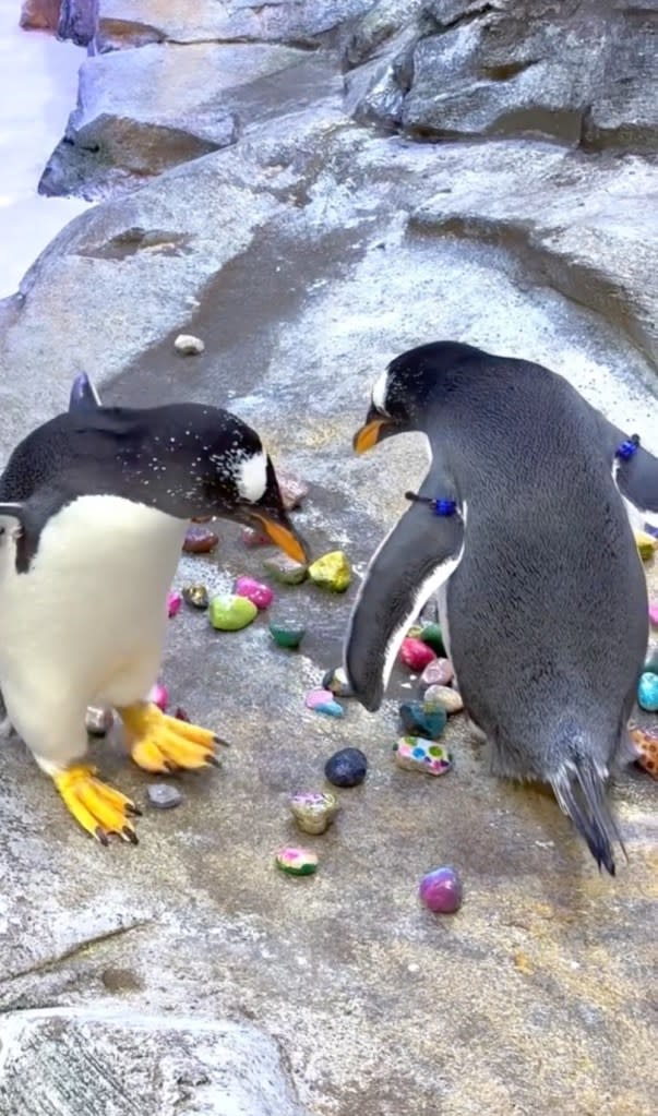 The zoo caught some of its penguins giving gifts to their partners. TikTok/@detroitzoo