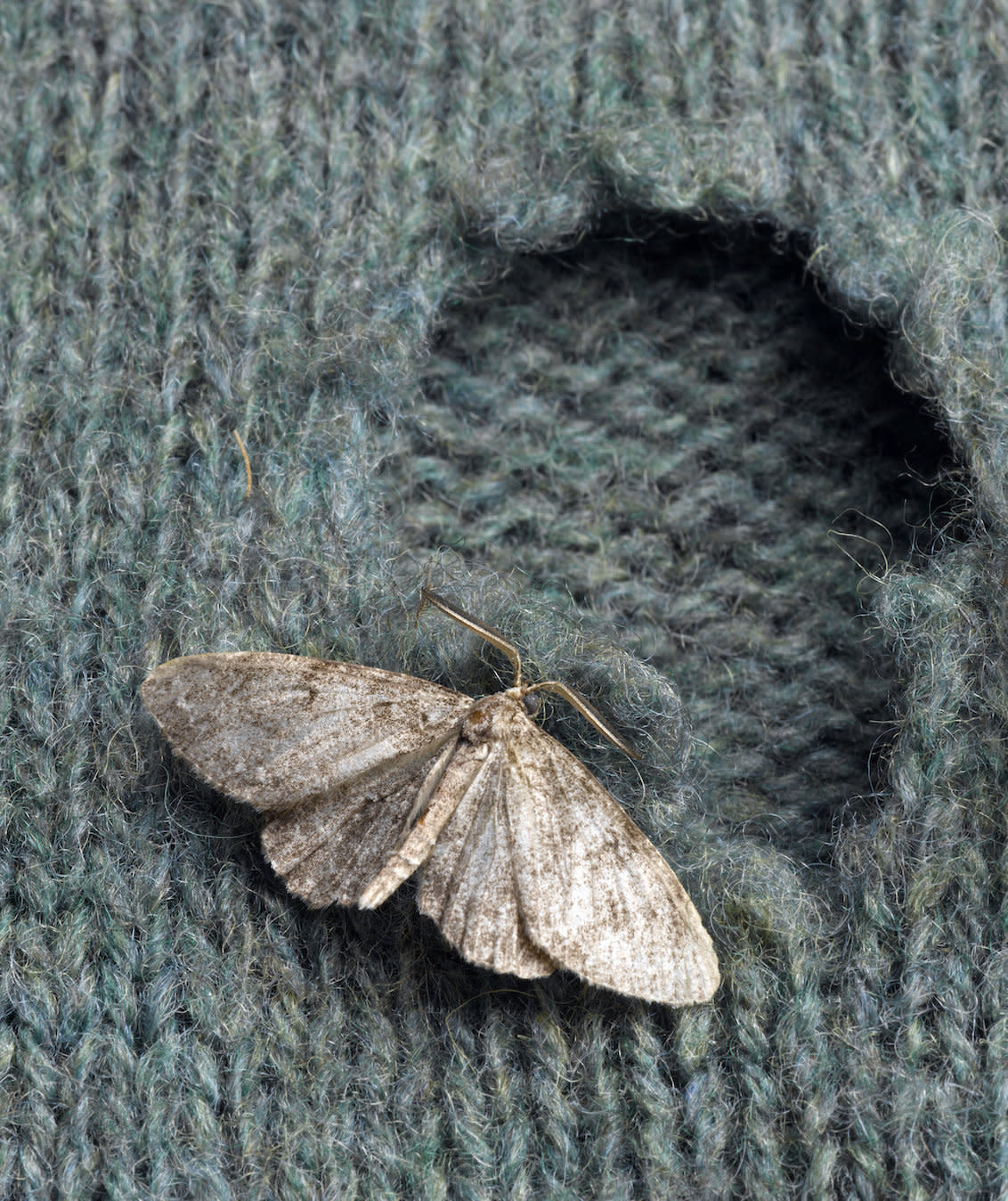 Mothball Alternatives: Getting Rid of Moths Without Mothballs