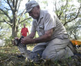 Jimmy English with Wildlife Removal Service secures the mouth of a five and a half foot alligator that was found under a house off Shipyard Blvd. in Wilmington N.C., Sunday, Sept. 23, 2018. English said that it's not unusual to find alligators that have become disoriented after a major storm. He expects to see more when all of the waters recede. (Matt Born/The Star-News via AP)