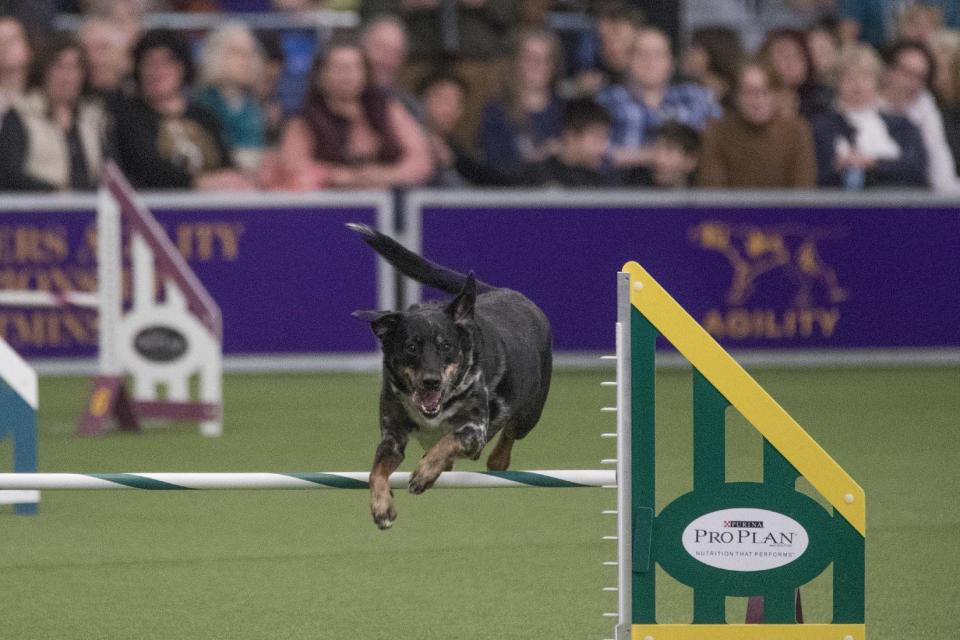 Lonnie, a female, mixed breed, owned by Robin Lembo of West Milford, N.J. competes in the Masters Agility Championship companion event to the Westminster Kennel Club Dog Show, Saturday, Feb. 11, 2017, in New York. (AP Photo/Mary Altaffer)