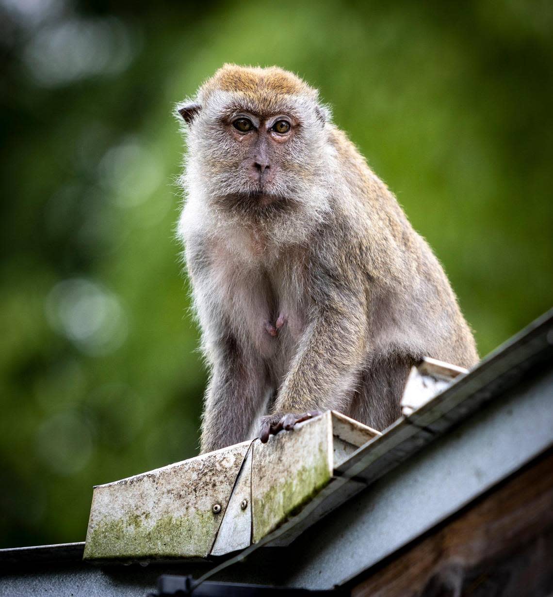 A crab-eating macaque watches the humans below outside the wild monkey swimming pool at Monkey Jungle.