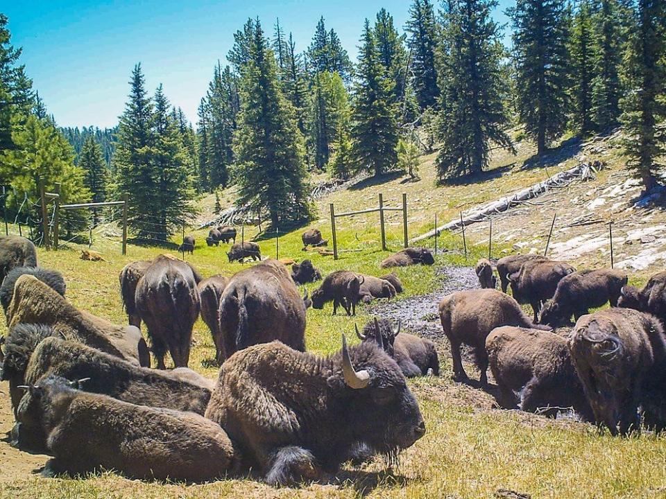 <p>A herd of bison on the North Rim of Grand Canyon National Park</p> (US National Parks Service)