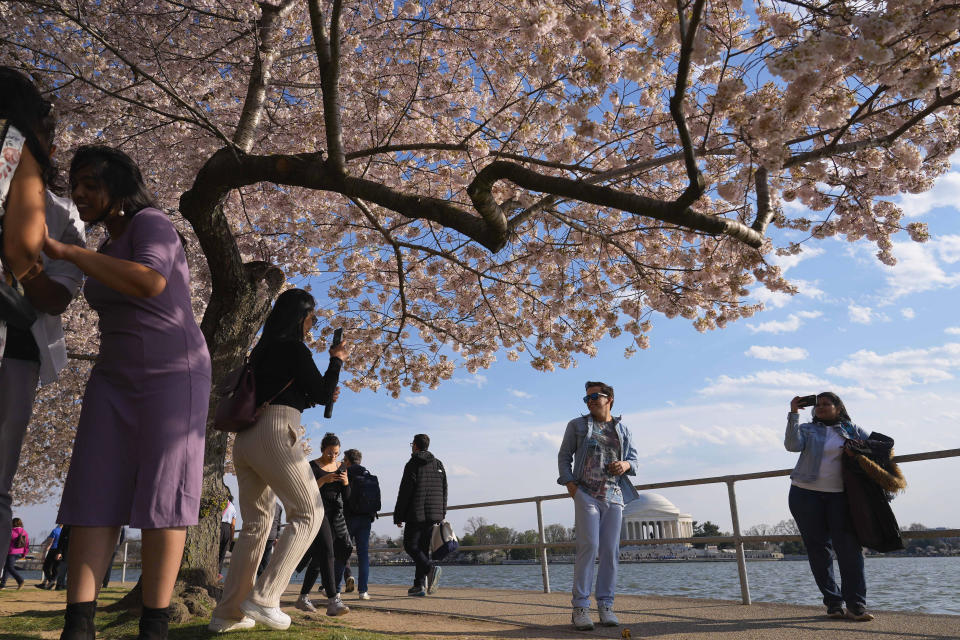 FILE - The Jefferson Memorial is visible as visitors to the Tidal Basin walk along an area as cherry trees bloom, March 20, 2024, in Washington. Japan is giving the U.S. 250 new cherry trees to help replace the hundreds that will be ripped out this summer as construction crews work to repair the crumbling seawall around the capital Tidal Basin. Japanese Prime Minister Fumio Kishida made the announcement as he makes an official visit to Washington. (AP Photo/Pablo Martinez Monsvais, File)