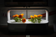 The LG Tiiun mini indoor gardening appliance is on display at the LG booth during the CES tech show Tuesday, Jan. 9, 2024, in Las Vegas. (AP Photo/John Locher)