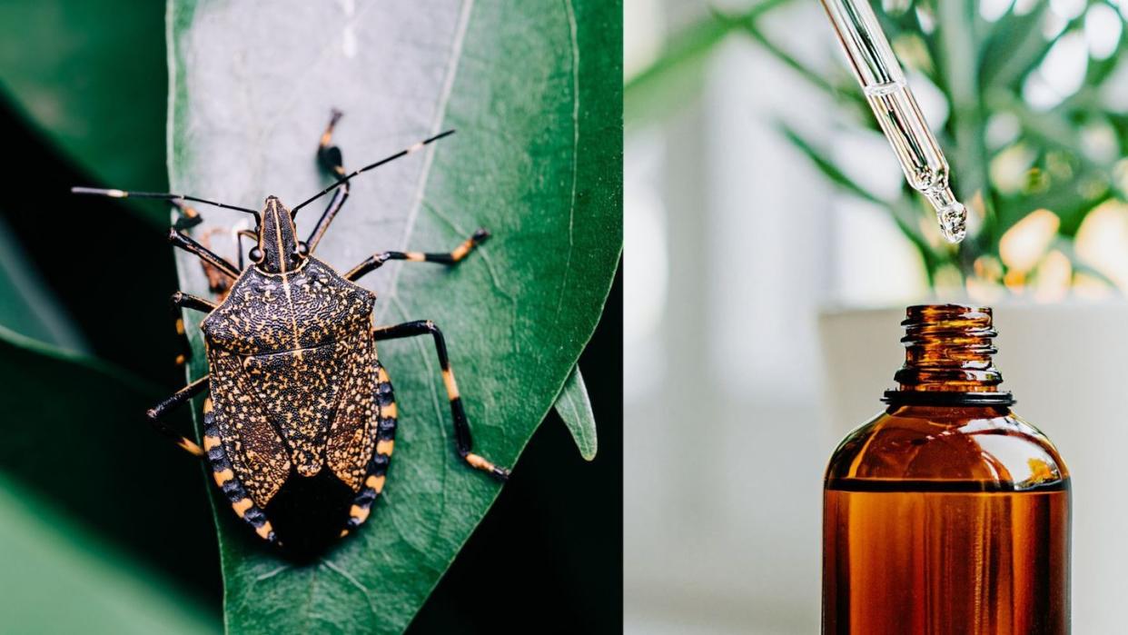 stink bug and essential oil