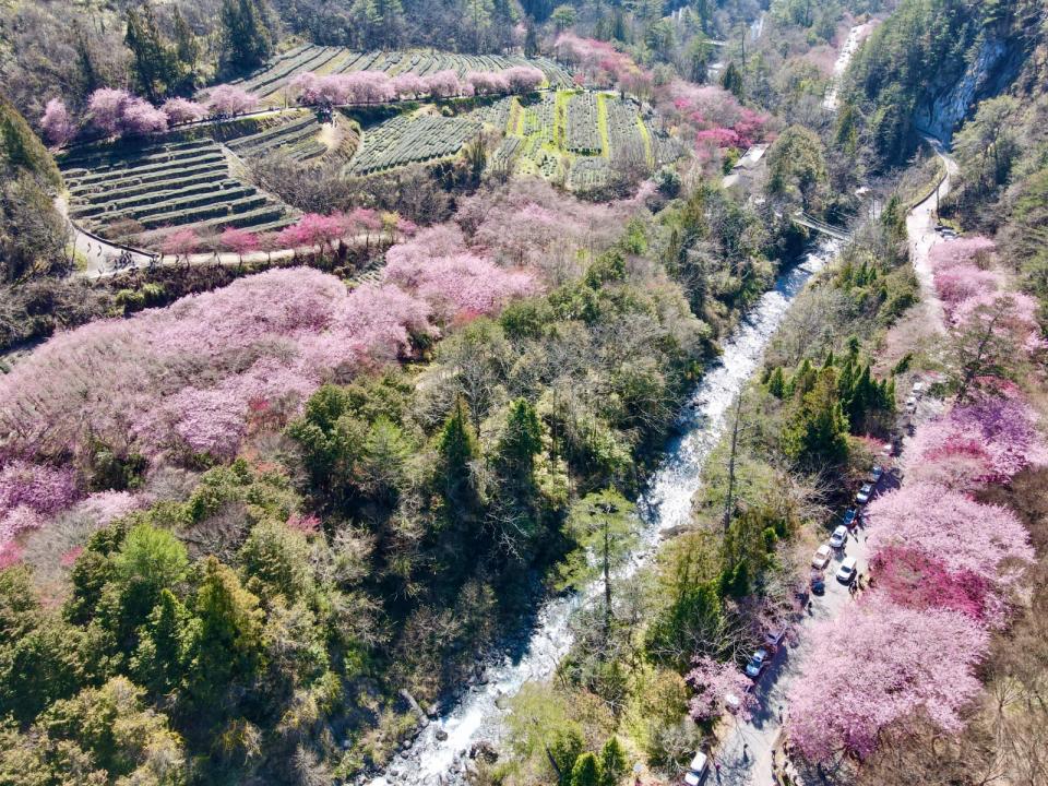 櫻花綻放美不勝收。武陵農場提供