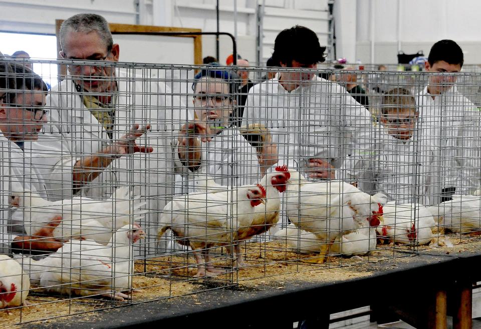A poultry judge works a chicken meat pen class at the Wayne County Fair.