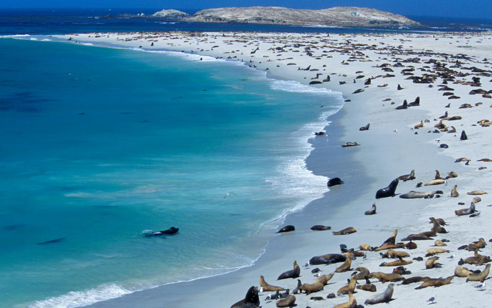 Sea Lions, Point Bennett, San Miguel Island, Channel Islands National Park, California