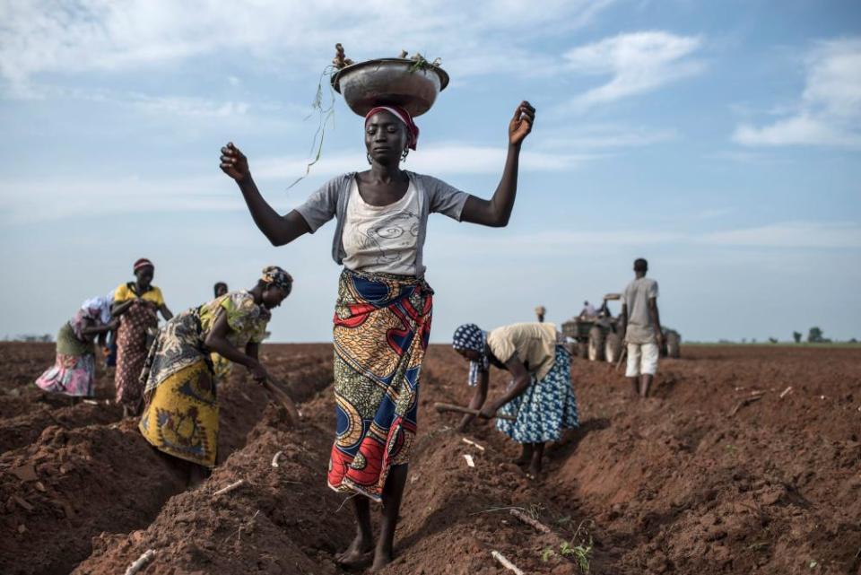 A woman distributes cassava cuttings while others plant them on a freshly prepared land in Nigeria.