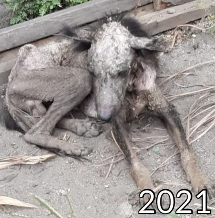 A malnourished and neglected dog lying on the ground with the year "2021" visible in the picture