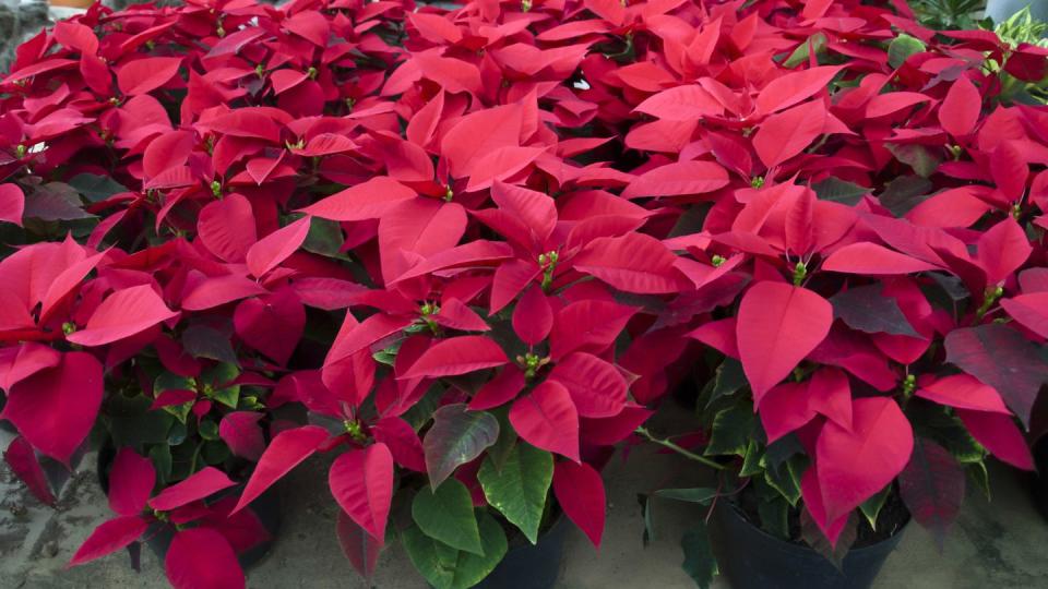 poinsettias