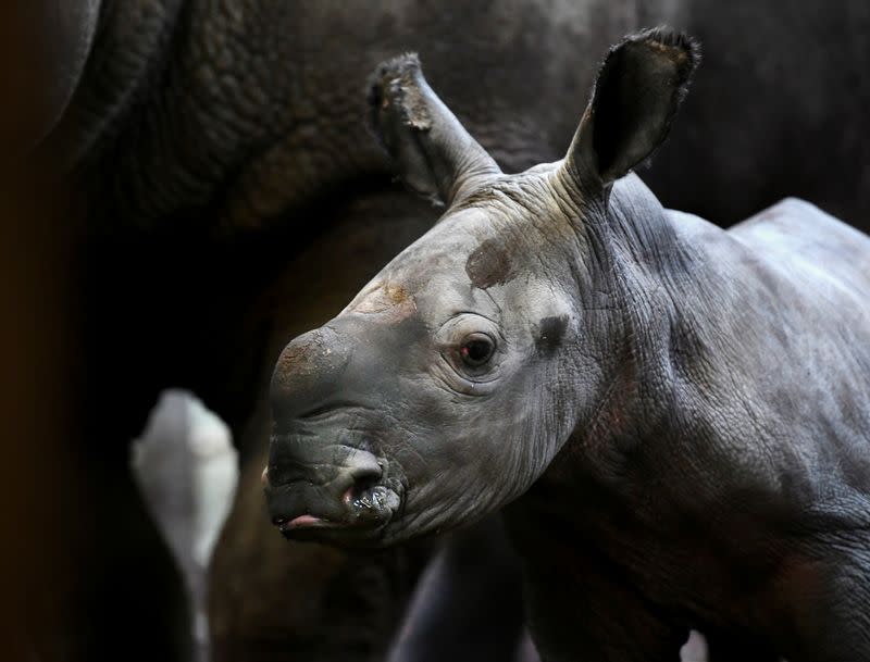 The Royal Burgers' Zoo welcomed a newly-born white rhinoceros in Arnhem