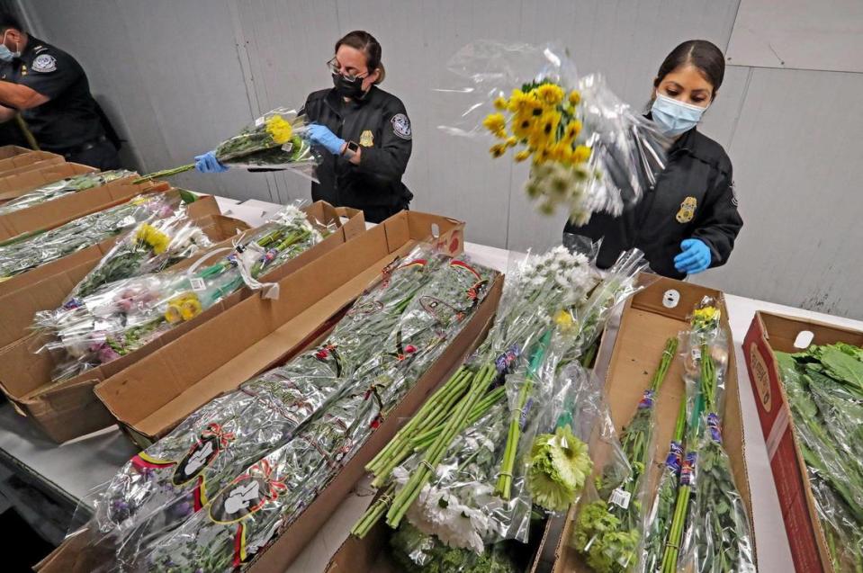 Agriculture Specialist with U.S. Customs and Border Protection inspect imported flowers for harmful pests at Miami International Airport on Thursday, February 11, 2021 as final shipments arrive for Valentines Day. MIA receives 89 percent of all U.S. flower imports by air a total of 240,162 tons valued at $1.1 billion in 2019. In 2020, the peak season from January 1 to February 15 alone brought 1.1 billion stems through MIA. Despite the pandemic, MIA expects a similar number of imports this year.