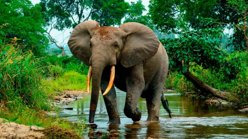 An African forest elephant in Odzala-Kokoua National Park, Republic of the Congo. The park, a new UNESCO World Heritage Site, is a stronghold for the animal. - Education Images/Universal Images Group/Getty