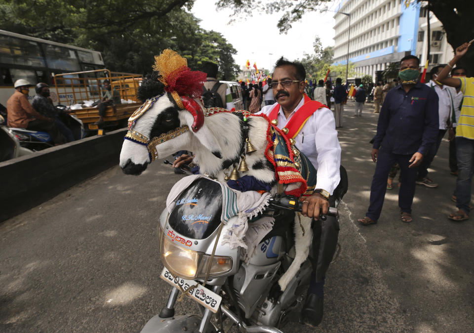 A man rides with a decorated goat on his motorcycle during a protest against farm bills in Bengaluru, India, Monday, Sept. 28, 2020. Indian lawmakers earlier this month approved a pair of controversial agriculture bills that the government says will boost growth in the farming sector through private investments. (AP Photo/Aijaz Rahi)